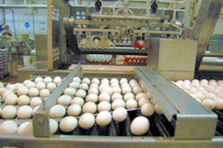Huevos en cajas para exportación de Tecnovo