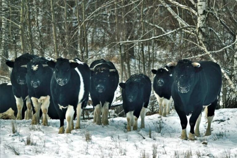 Animales en la zona de exclusión de Chernobyl