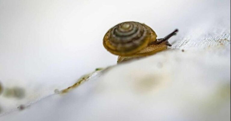 Caracoles antárticos sobre macroalgas flotantes en el océano Austral
