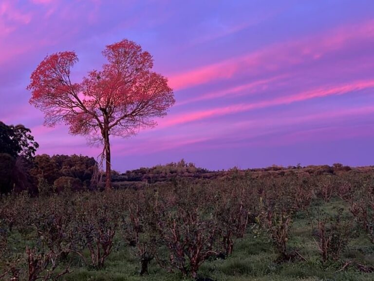 Árbol de lapacho rosa en Apóstoles, Misiones