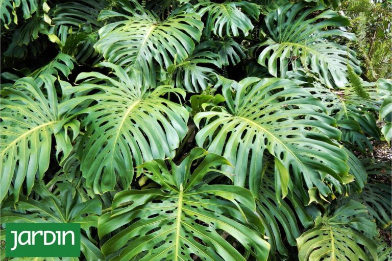 Jardín con plantas de hojas grandes, como monsteras y alocasias, en primer plano