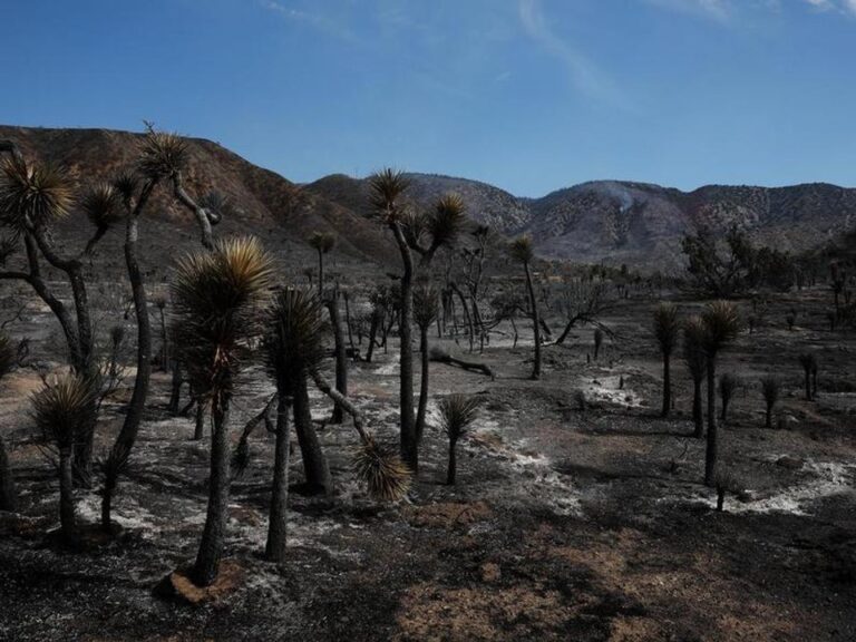 Incendio forestal en Nevada cerca de la frontera con California