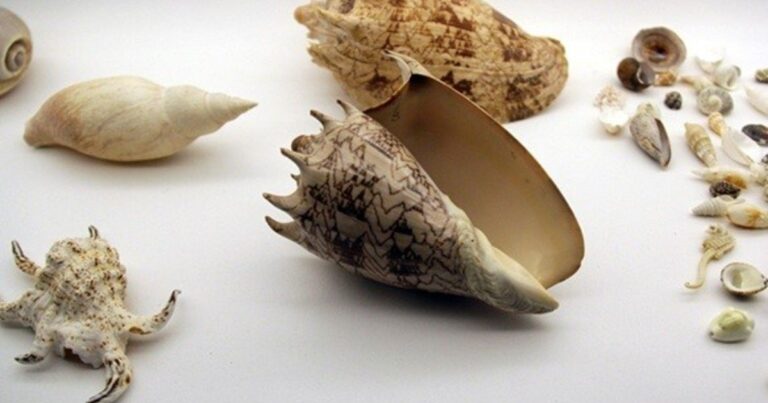 Exposición Mollusca. Poesía de Caracolas en la Casa Central de la Universidad de Chile