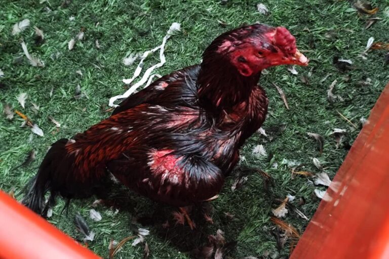Gallos rescatados durante el allanamiento en Brandsen