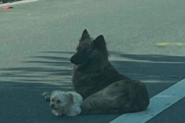Dos perros rescatados en una avenida de Los Ángeles