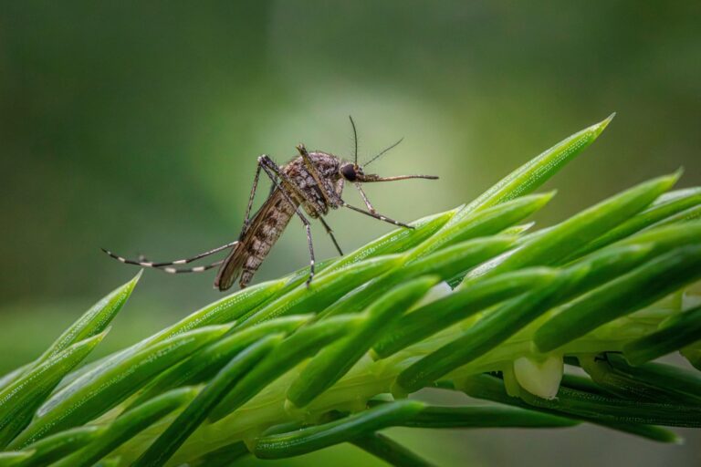 Mosquito Aedes aegypti en primer plano