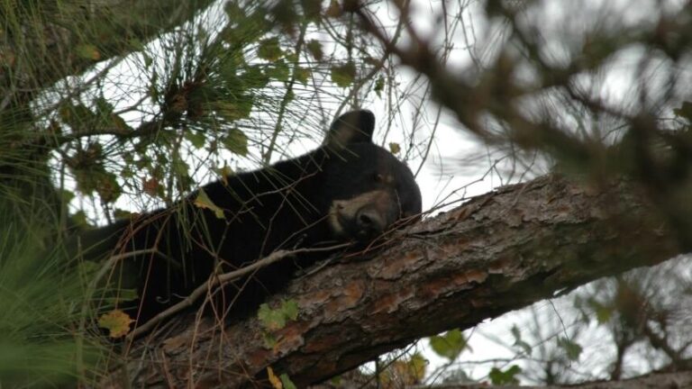Oso negro en un área boscosa de Florida