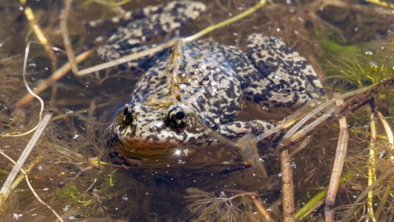 Rana amarilla de montaña del sur en su hábitat natural en California
